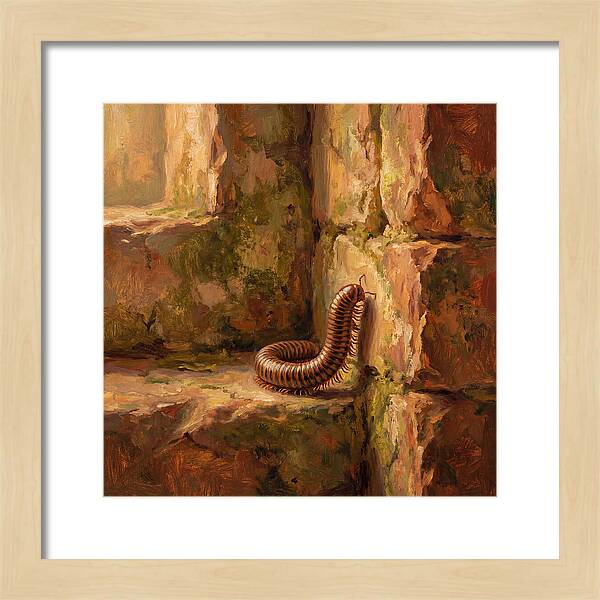 Mediterranean Millipede Encounter