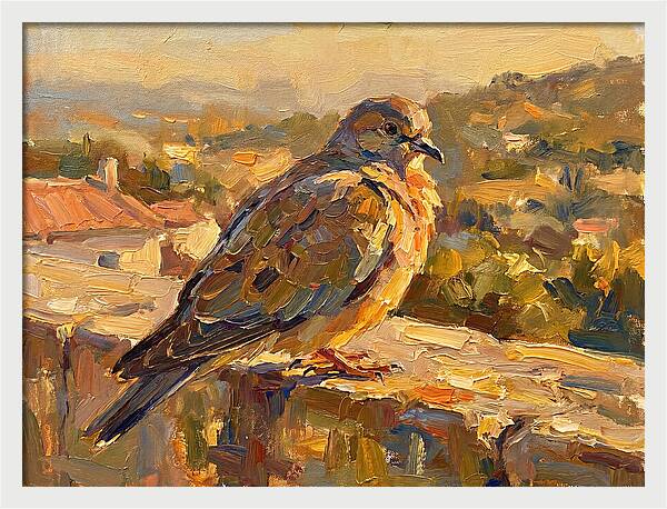 Mediterranean Pigeon Hawk