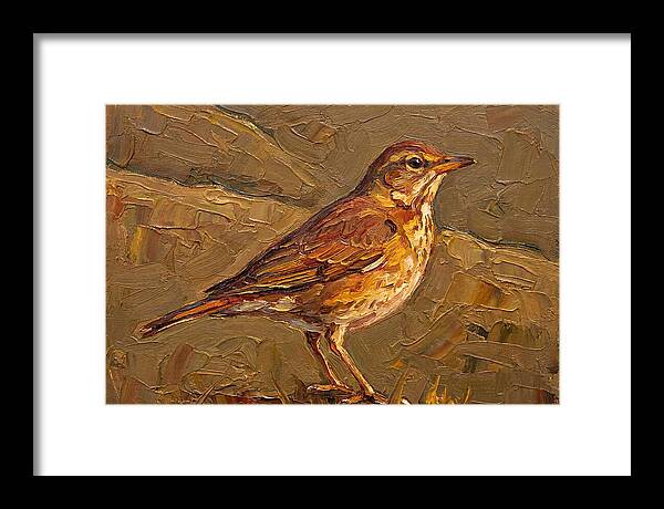 Mediterranean Thrush Portrait