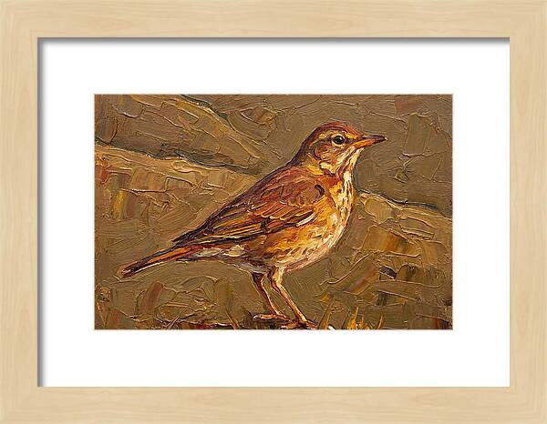 Mediterranean Thrush Portrait