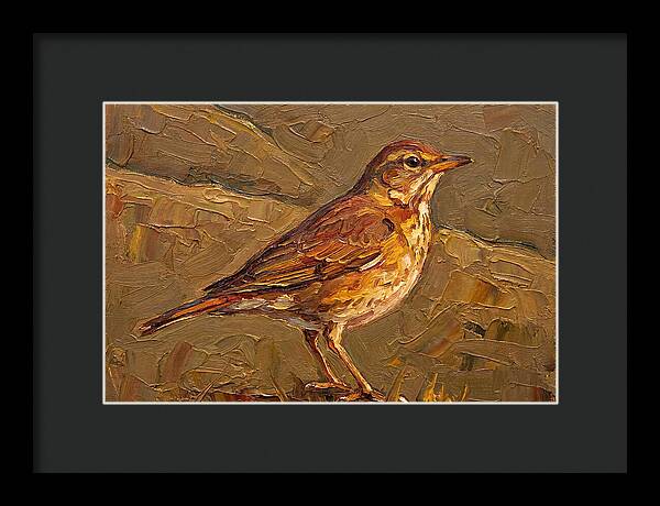 Mediterranean Thrush Portrait