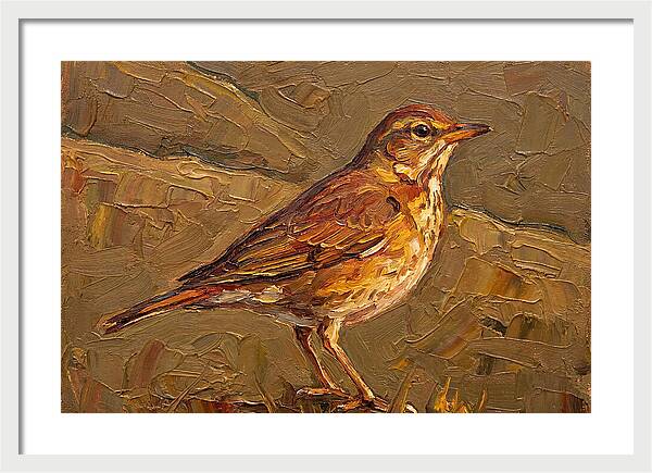 Mediterranean Thrush Portrait