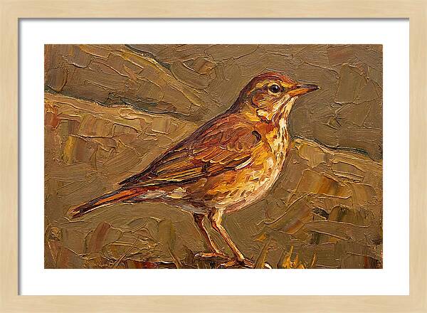 Mediterranean Thrush Portrait