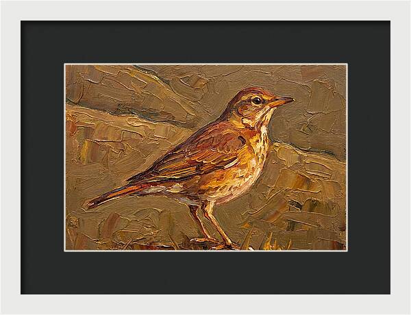 Mediterranean Thrush Portrait