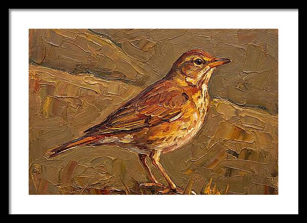 Mediterranean Thrush Portrait