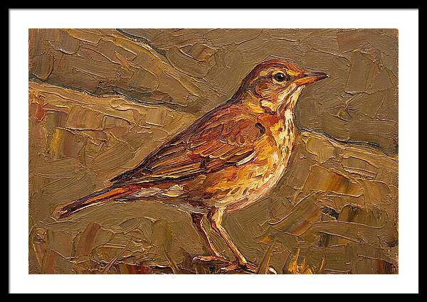 Mediterranean Thrush Portrait