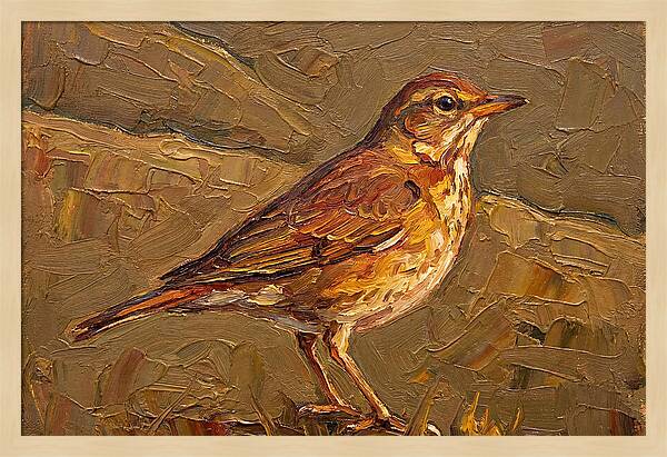 Mediterranean Thrush Portrait