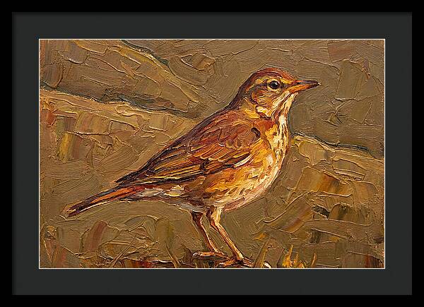 Mediterranean Thrush Portrait