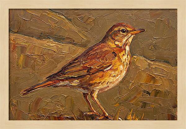 Mediterranean Thrush Portrait