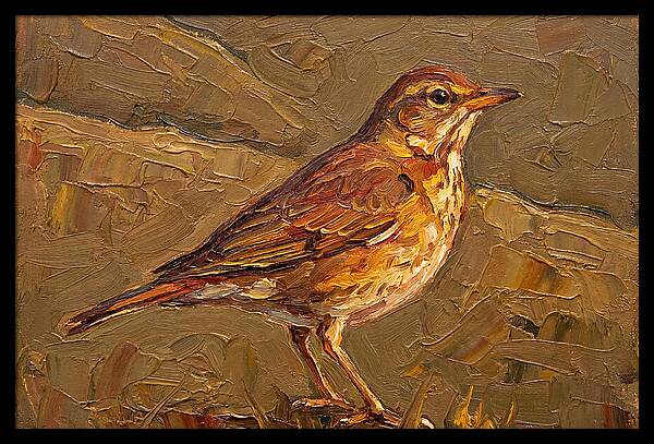 Mediterranean Thrush Portrait