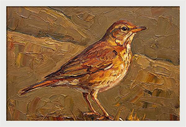 Mediterranean Thrush Portrait