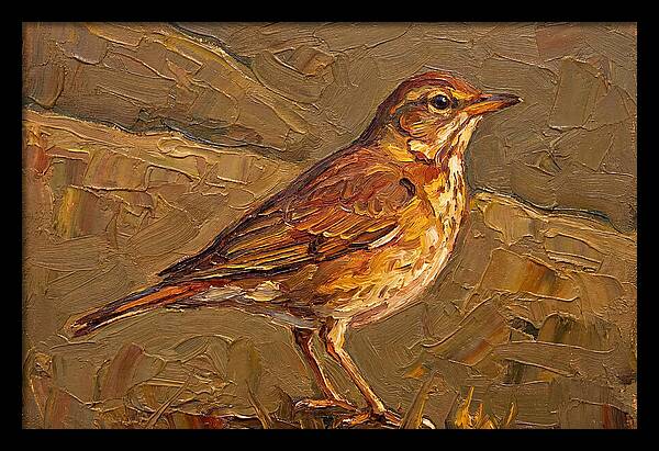 Mediterranean Thrush Portrait