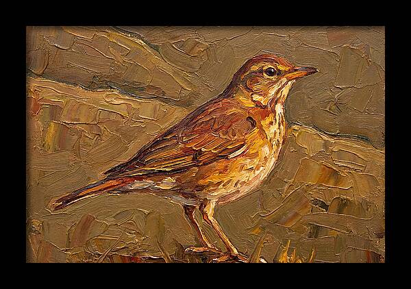 Mediterranean Thrush Portrait
