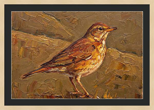 Mediterranean Thrush Portrait
