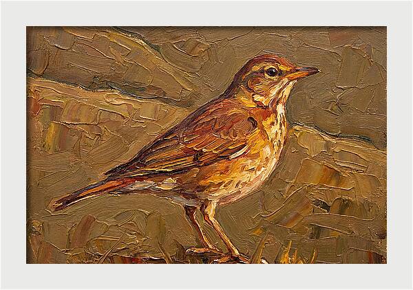 Mediterranean Thrush Portrait