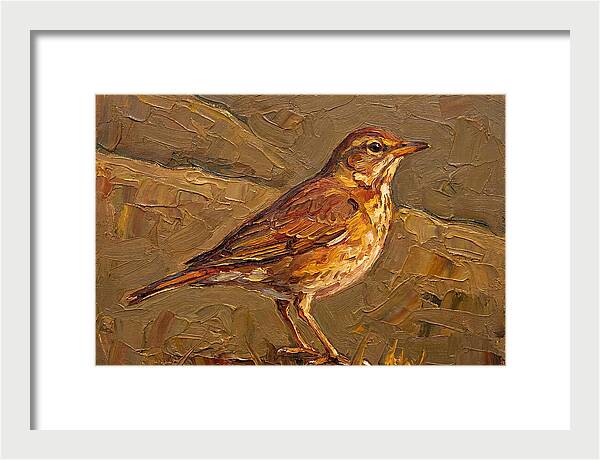 Mediterranean Thrush Portrait