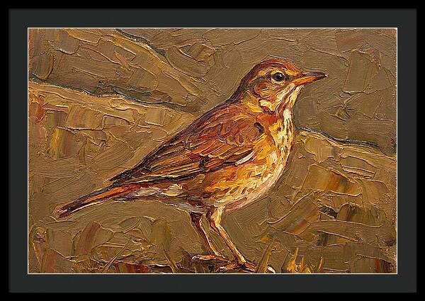 Mediterranean Thrush Portrait