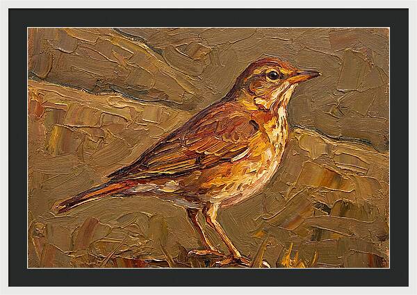 Mediterranean Thrush Portrait