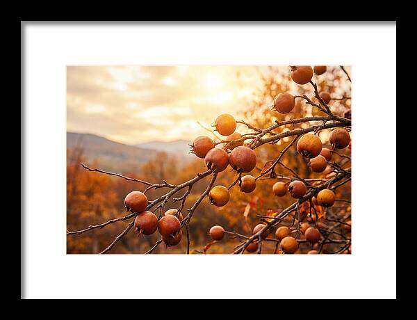 Medlar Fruit On Bare Branch