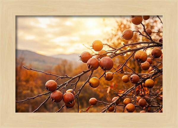 Medlar Fruit On Bare Branch