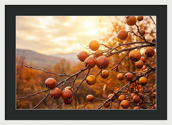 Medlar Fruit On Bare Branch