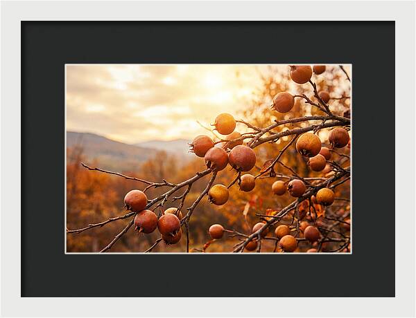 Medlar Fruit On Bare Branch