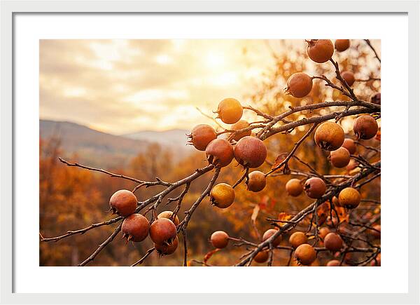 Medlar Fruit On Bare Branch