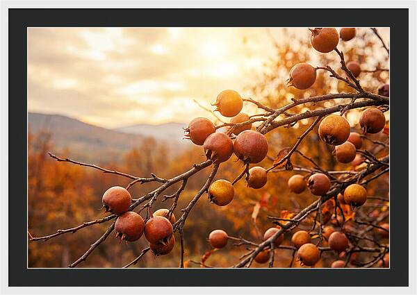 Medlar Fruit On Bare Branch