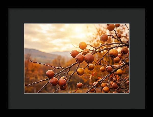 Medlar Fruit On Bare Branch