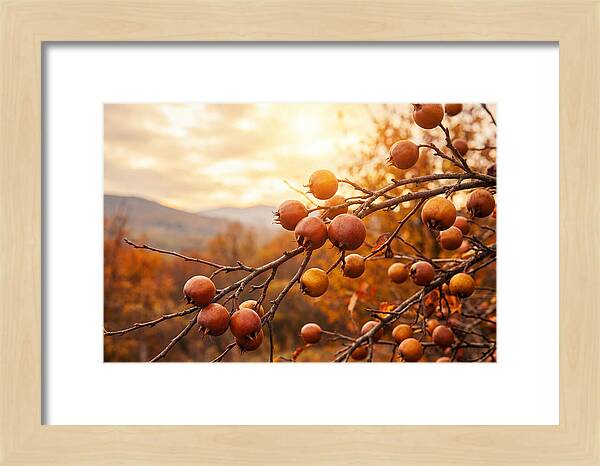 Medlar Fruit On Bare Branch