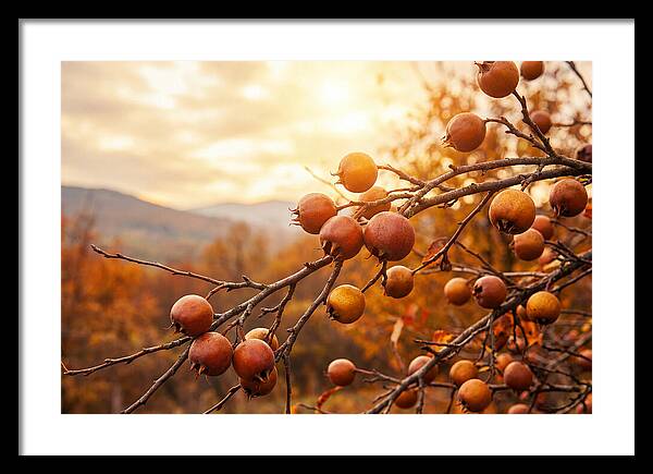 Medlar Fruit On Bare Branch