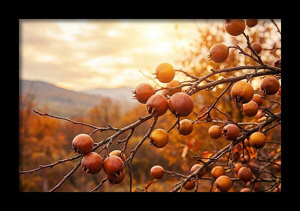 Medlar Fruit On Bare Branch
