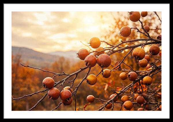 Medlar Fruit On Bare Branch