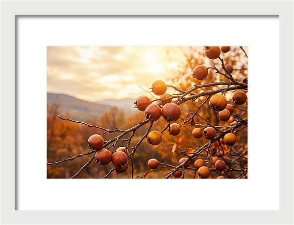 Medlar Fruit On Bare Branch