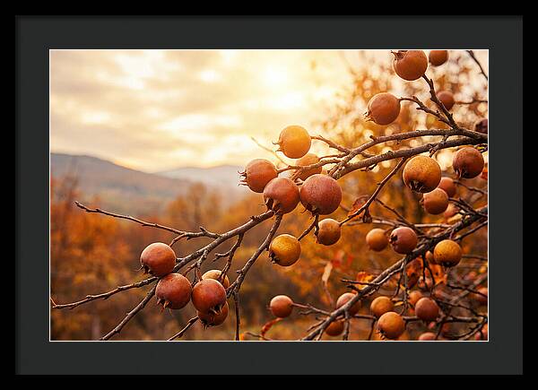 Medlar Fruit On Bare Branch
