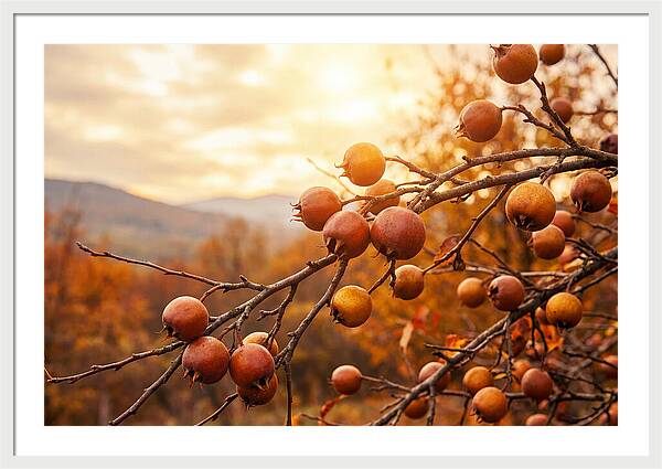 Medlar Fruit On Bare Branch