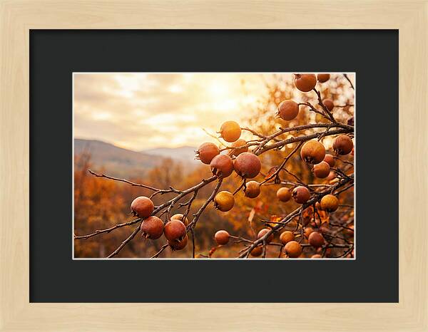 Medlar Fruit On Bare Branch