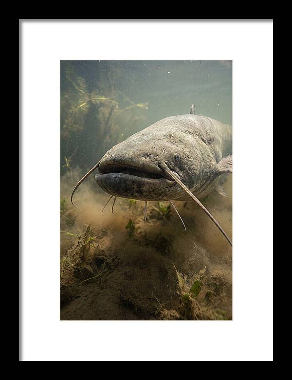 Mekong Giant Catfish Underwater