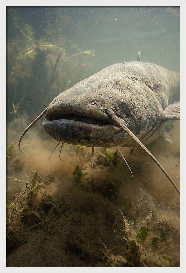 Mekong Giant Catfish Underwater