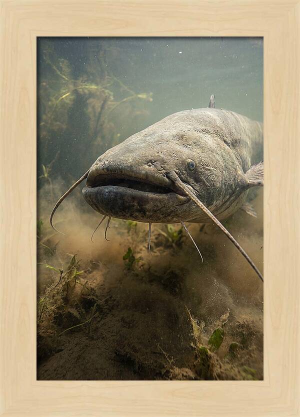 Mekong Giant Catfish Underwater