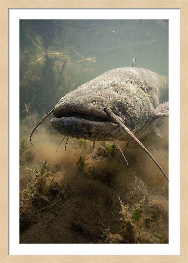 Mekong Giant Catfish Underwater