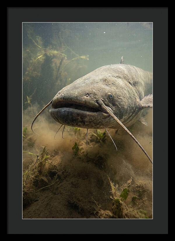 Mekong Giant Catfish Underwater