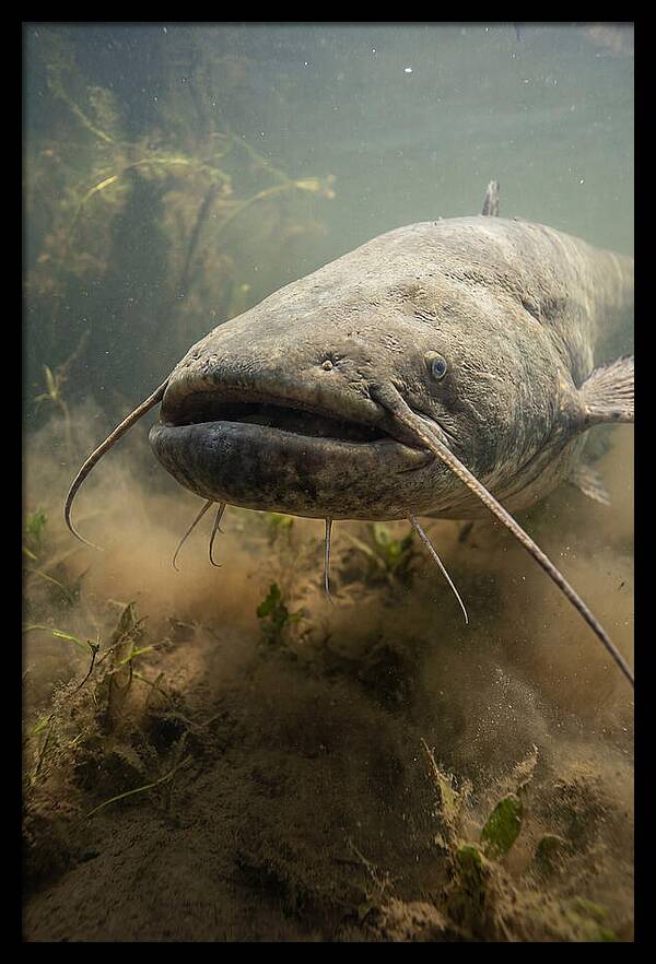 Mekong Giant Catfish Underwater