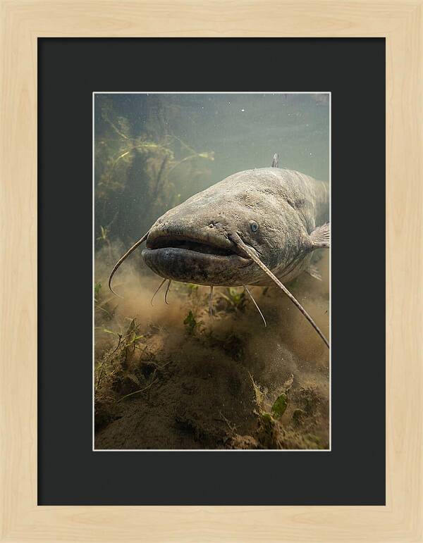 Mekong Giant Catfish Underwater