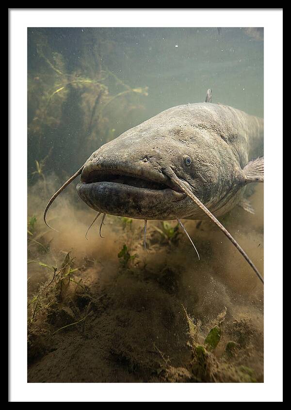 Mekong Giant Catfish Underwater