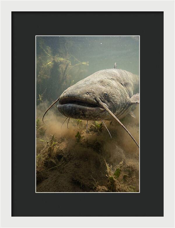 Mekong Giant Catfish Underwater