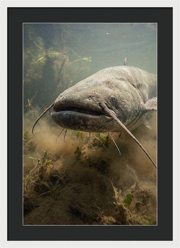 Mekong Giant Catfish Underwater