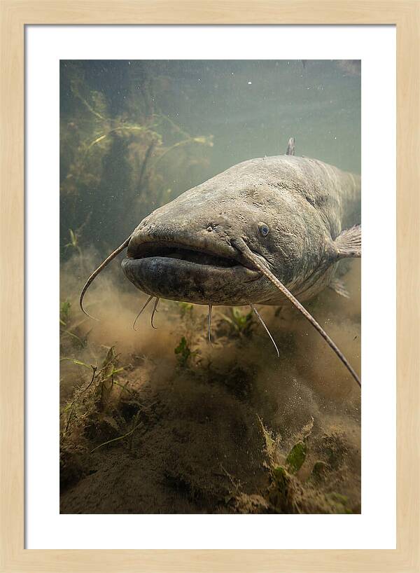 Mekong Giant Catfish Underwater
