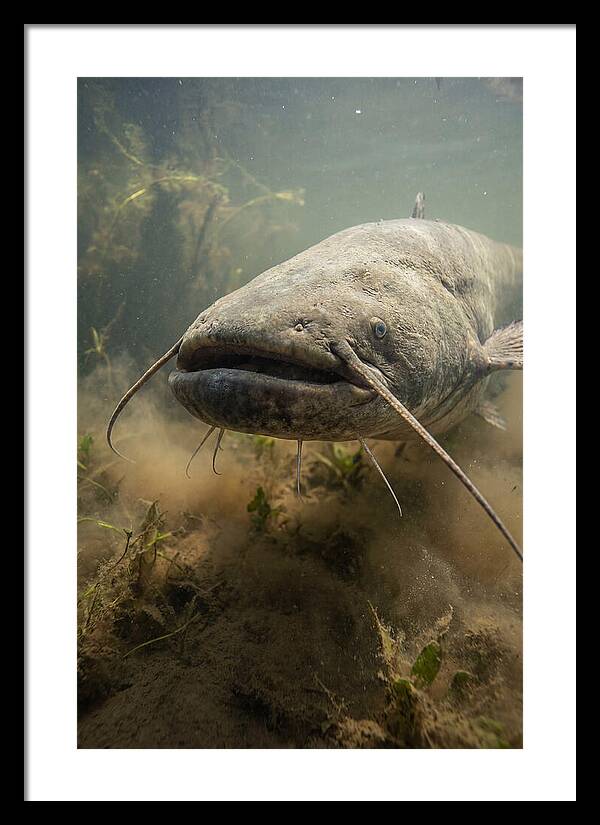 Mekong Giant Catfish Underwater