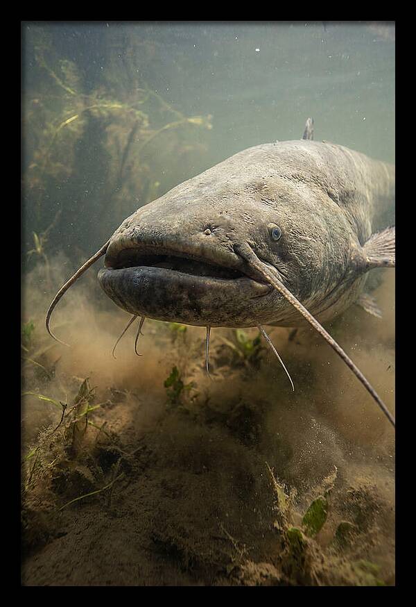 Mekong Giant Catfish Underwater